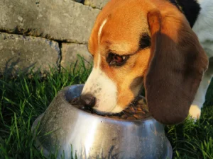 Pies rasy Beagle jedzący z miski na trawie. Psinosek.pl