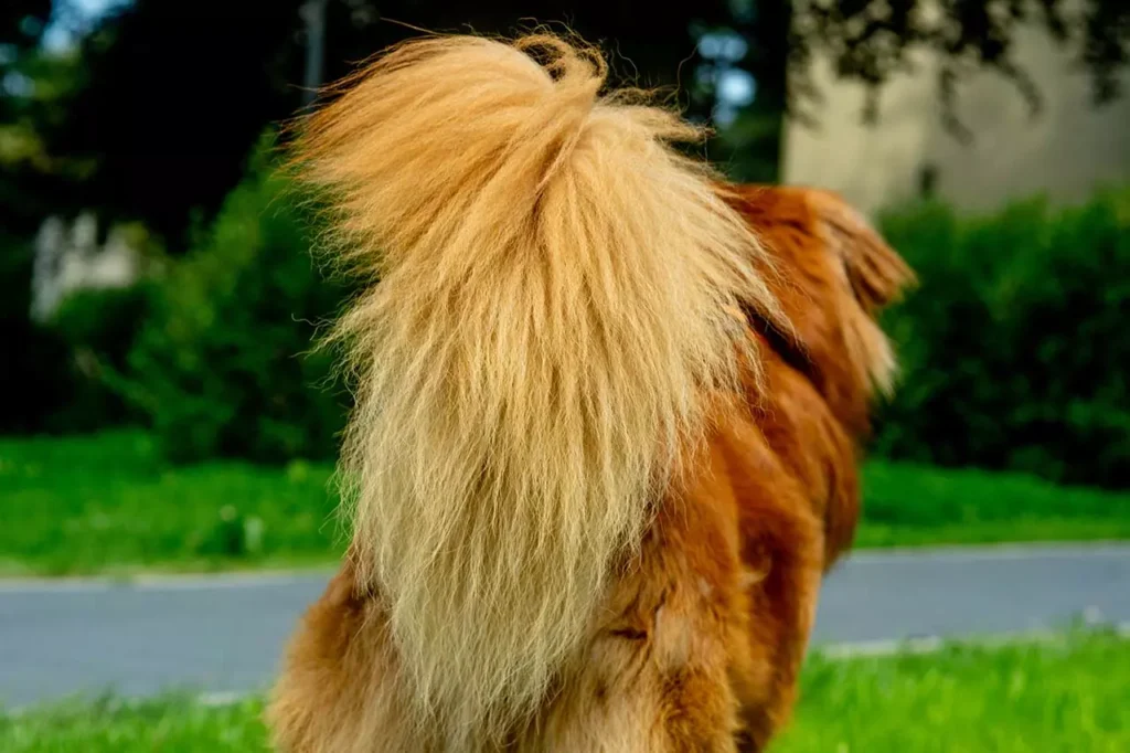 Rudy ogon psa rasy Nova Scotia Duck Tolling retriever widziany od tyłu. Zdjęcie Dawid Pabis Psinosek.pl