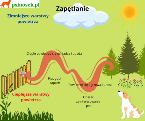 Zapętlanie stożka zapachowego w noseworku. Psinosek.pl