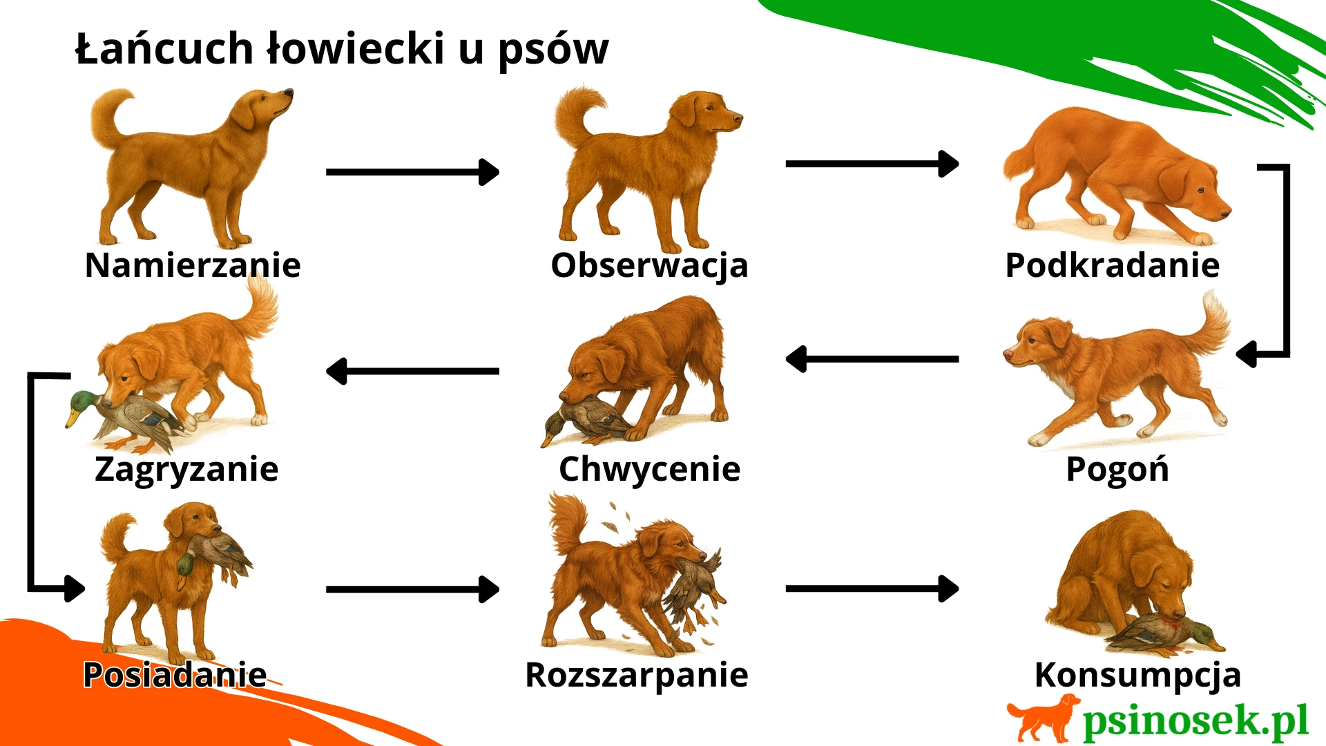 Łańcuch łowiecki u psów. Ilustracja przedstawia łańcuch łowiecki u psa.