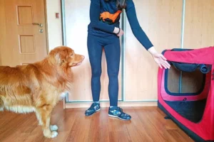 Zdjęcie przedstawia psa koloru rudego rasy Nova Scotia Duck Tolling Retriever oraz opiekunkę Magdalenę Pabis, instruktora Szkoły dla Psów "Psinosek" w Zakopanem uczącą go komendy "na miejsce" Psinosek.pl