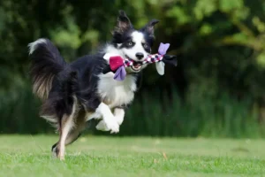 Pies rasy Border Collie bignie z szarpakiem w pysku. Psinosek.pl