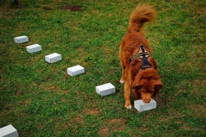 Pies rasy Nova Scotia Duck Tolling Retriever szuka zapachu podczas szkolenia w Szkole dla Psów "Psinosek". Psinosek.pl