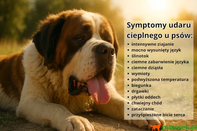 Symptomy i objawy udaru cieplnego u psów