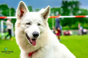 Międzynarodowa Wystawa Psów – CACIB Bytom 04.06.2022r. – fotoreportaż