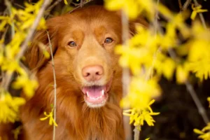 Uśmiechnięty pies rasy Nova Scotia Duck Tolling Retriever w żółtych kwiatkach - zdjęcie Dawid Pabis