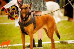 Międzynarodowa Wystawa Psów – CACIB Zakopane – Kościelisko 09.09.2022r. – fotoreportaż