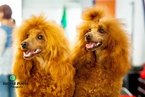 Międzynarodowa Wystawa Psów – CACIB Kraków 11-12.06.2022r. – galeria