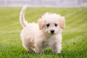 Czy warto zapisać szczeniaka do psiego przedszkola?