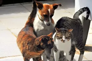 Behawioryzm w żywieniu psów i kotów