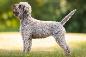 Lagotto Romagnolo