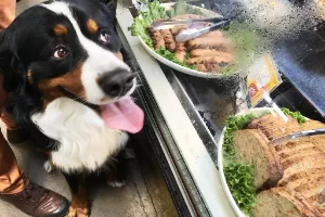 Gotowane diety dla psów – z czym to się je?