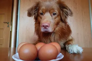 Czy pies może jeść jajka?