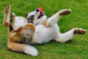 Pies tarza się w trawie. Psinosek.pl