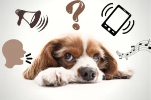 Czym jest przeciążenie sensoryczne u psów i jak go uniknąć?