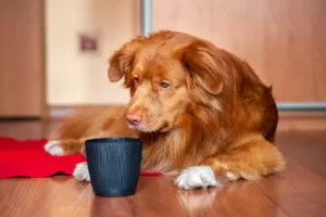 Rudy pies rasy Nova Scotia Duck Tolling Retriever leży na podłodze wpatrzony w czarne wiaderko. Psinosek.pl