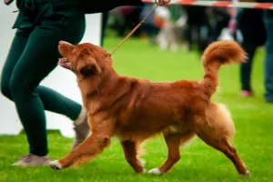 Wystawy psów – tytuły i oceny wystawowe