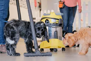 Jak przyzwyczaić psa do odkurzacza?