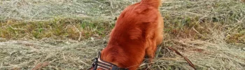 Pies rasy Nova Scotia Duck Tolling Retriever kopie dołek. Ma w nim schowaną całą głowę. Psinosek.pl