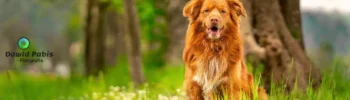 Pies rasy Nova Scotia Duck Tolling Retriever podczas spaceru w lesie wśród kolorowych kwiatów. Psinosek.pl Fotografował: Dawid Pabis