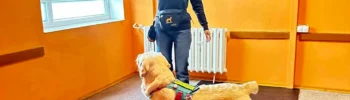 Magdalena Pabis - instruktor szkolenia nosework w szkole dla psów Psinosek w Zakopanem uczy noseworku białego psa rasy Labrador Retriever - Psinosek.pl