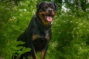 Rottweiler