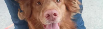 Rudy pies rasy Nova Scotia Duck Tolling Retriever pomiędzy nogami instruktora Nosework Polska czeka na sygnał do przeszukania Psinosek.pl