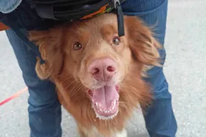 Co to jest rutyna startowa w nosework i jak ją wprowadzić?