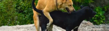 Dwa psy - brązowy i czarny kopulujące ze sobą na skale. W tle zielone drzewa.