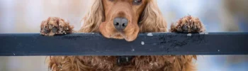 Pies rasy Cocker Spaniel trzyma się przednimi łapkami poręczy. Psinosek.pl