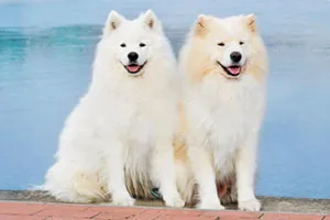 Samojed
