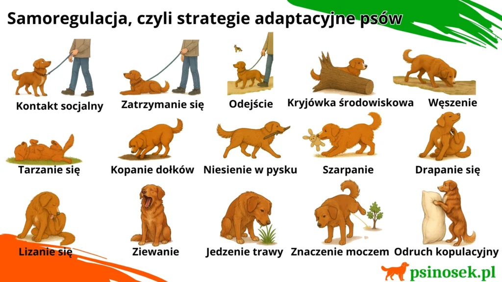 Strategie adaptacyjne psów, czyli samoregulacja