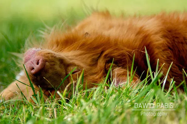Pies rasy Nova Scotia Duck Tolling Retriever leżący w trawie Fotografia: Dawid Pabis. Psinosek.pl