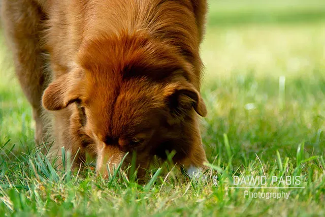 Pies rasy Nova Scotia Duck Tolling Retriever węszy w trawie. Fotografia Dawid Pabis Psinosek.pl