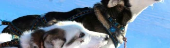 Dwa psy rasy Syberian Husky w zaprzęgu szczekają.