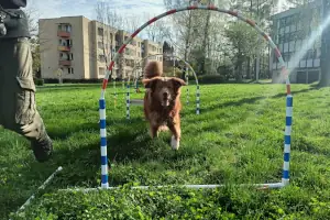 Hoopers - aktywność dla każdego psa