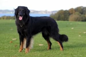 Czarny pies rasy Hovawart