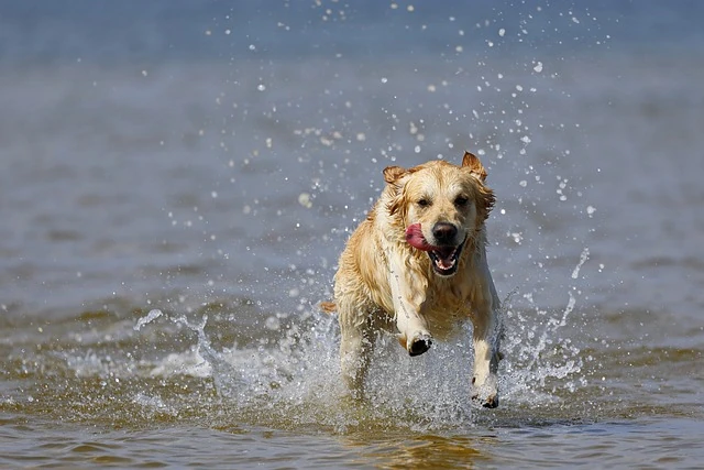Kremowy pies rasy Golden Retriever biegnie po wodzie.
