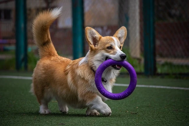 Pies rasy Corgi niesie w pysku zabawkę.