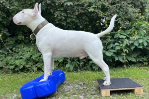 Czy Twój Pies to Fitnessiarz? Odkryj Świat Dogfitness!