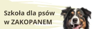 Szkoła dla psów w Zakopanem. Trener i behawiorysta Zakopane.