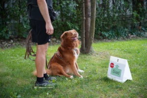 Pies prezentuje pozycję siad na torze Rally-O