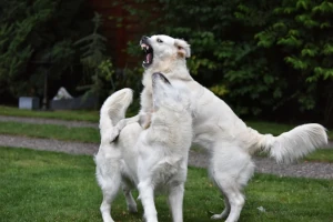 Czy komunikacja agresywna u psów jest agresją?