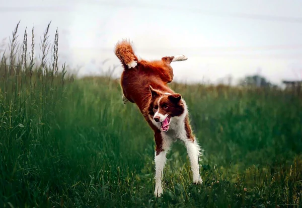 Aktywne „cztery łapy” w Nowym 2025 Roku – jak psie sporty mogą zmienić codzienność naszych psich przyjaciół?