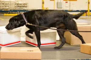 Jak przygotować się do zawodów Nosework?