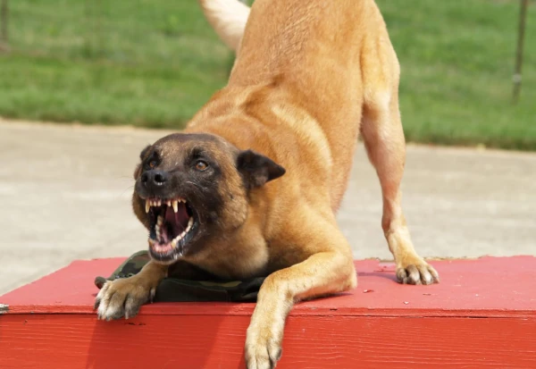 Obrona zasobów - jak to ugryźć?