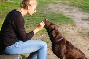Szkolenie pozytywne – fakty, mity i powody zniechęcenia Opiekunów psów