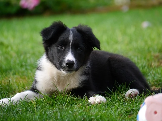 Szczeniak border Collie leży na zielonej trawie