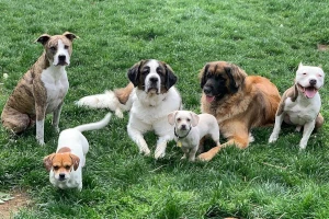 Pies to nie moda – jak świadomie wybrać psa?