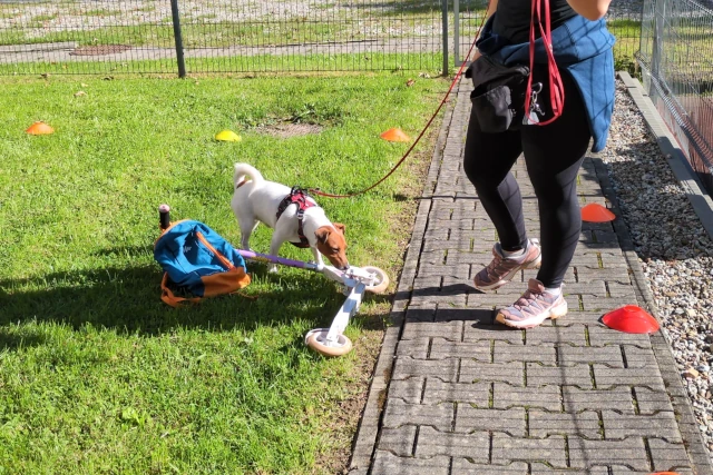 Jack Russell Terrier podczas przeszukania na zawodach nosework